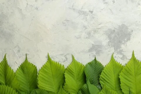 Abstract summer composition. Frame for text from beautiful green leaves on a Stock Photos