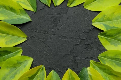 Abstract summer composition. Frame for text from beautiful green leaves on a Stock Photos