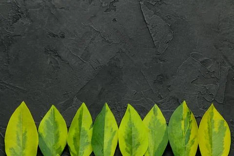 Abstract summer composition. Frame for text from beautiful green leaves on a Stock Photos