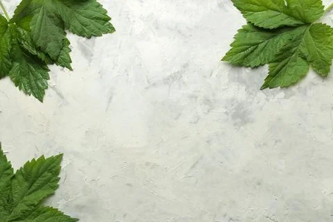 Abstract summer composition. Frame for text from beautiful green leaves on a Stock Photos