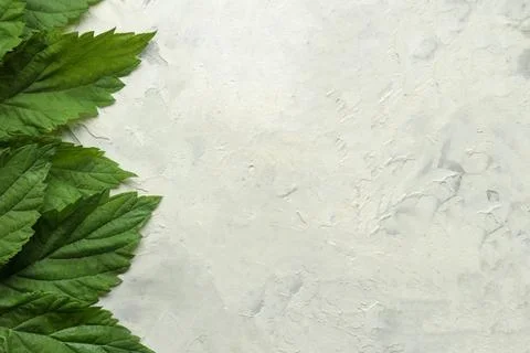 Abstract summer composition. Frame for text from beautiful green leaves on a Stock Photos