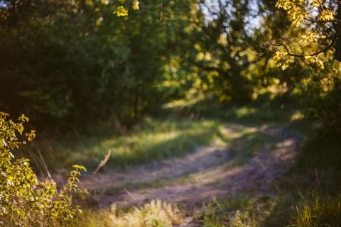 Abstract summer forest background Stock Photos
