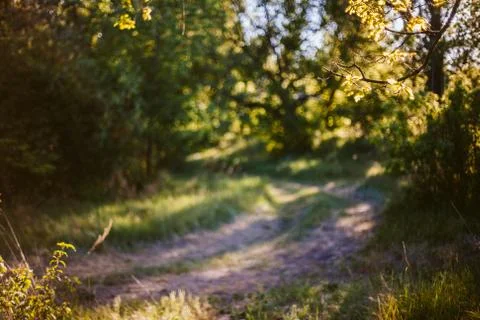 Abstract summer forest background Stock Photos