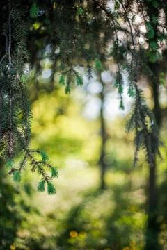 Abstract summer forest background Foto stock