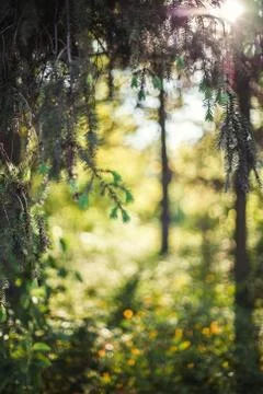 Abstract summer forest background Stock Photos
