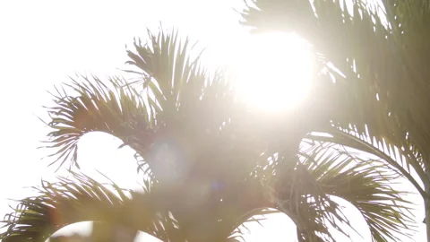 Abstract sun flare palm trees lights bokeh sunny nostalgic vacation Stock Footage 274451995