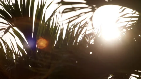 Abstract sun flare palm trees lights bokeh sunny nostalgic vacation Stock Footage 274452311