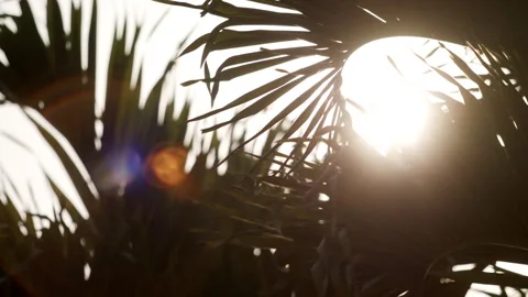 Abstract sun flare palm trees lights bokeh sunny nostalgic vacation Stock Footage 274452314