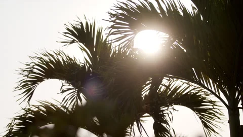 Abstract sun flare palm trees lights bokeh sunny nostalgic vacation Stock Footage 274452324