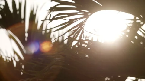 Abstract sun flare palm trees lights bokeh sunny nostalgic vacation Stock Footage 274452326