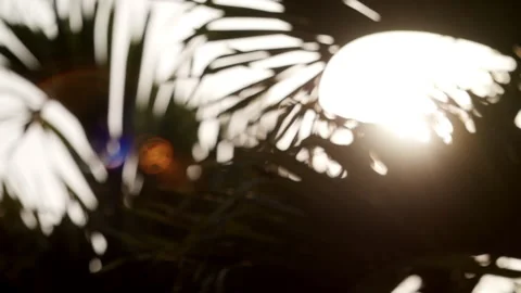 Abstract sun flare palm trees lights bokeh sunny nostalgic vacation Stock Footage 274452593