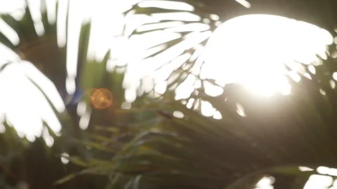 Abstract sun flare palm trees lights bokeh sunny nostalgic vacation Stock Footage 274452677