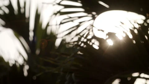 Abstract sun flare palm trees lights bokeh sunny nostalgic vacation Stock Footage 274452678