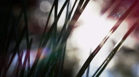 Abstract Sun 스톡 동영상 42822675