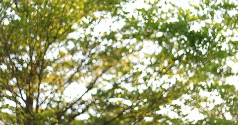 Abstract sun light through green tree in the summertime Stock Footage 87291392
