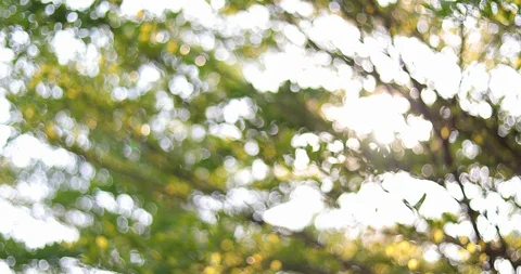Abstract sun light through green tree in the summertime Stock Footage 88324447