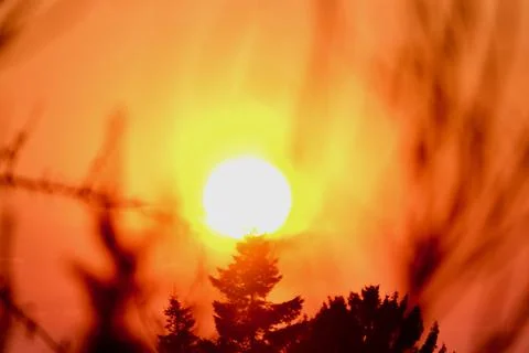 Abstract sun with tree in front Stock Photos