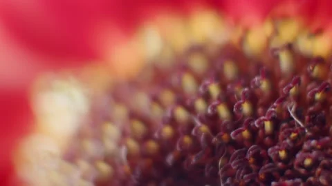 Abstract Sunflower Macro Red Stock Footage 167606895