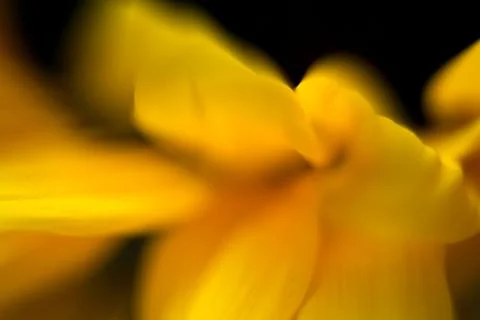 Abstract sunflower Stock Photos