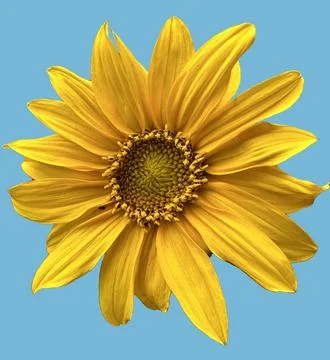 Abstract sunflower Foto stock
