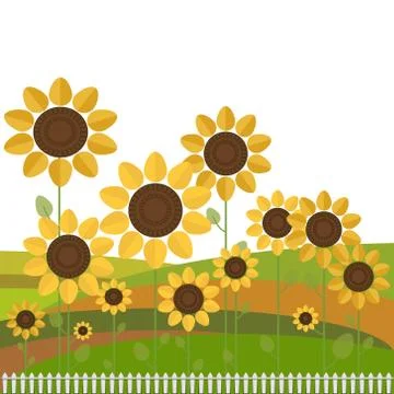 Abstract Sunflowers With Colorful Fields And White Fence Stock Illustration