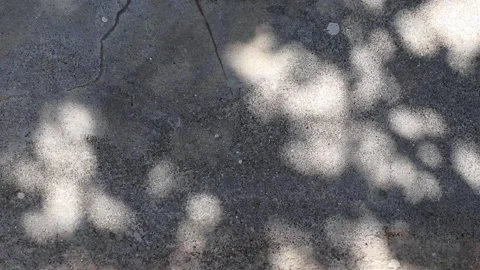 Abstract sunlight and shadow of tree leaves reflected on a concrete ground Stock Footage 162701366