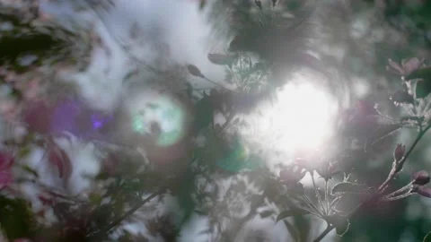 Abstract sunlight shot through blooming pink apple tree branch like kaleidoscope Stock Footage 130522639
