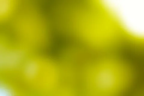 Abstract Sunlight Through Foliage Creating a Soft Green Dreamy Background Stock Photos