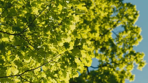 Abstract Sunlit Green Leaf Texture With Soft Blue Sky in a Bright Natural Stock Footage 338161305