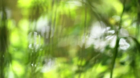 Abstract Sunlit Riverside Foliage with Sparkling Water Bokeh. Stock Footage 340077408