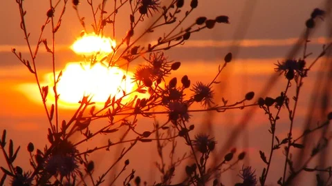 Abstract Sunset through weeds Stock Footage 102744871