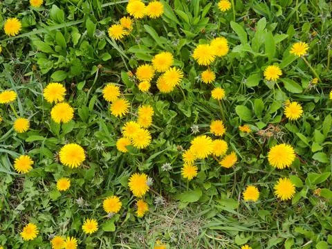Abstract super cute and nice interesting picture photo. Spring landscape landsca Stock Photos