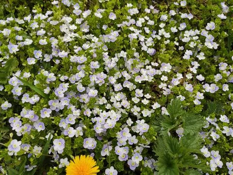 Abstract super cute and nice interesting picture photo. Spring landscape landsca Stock Photos