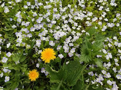 Abstract super cute and nice interesting picture photo. Spring landscape landsca Stock Photos