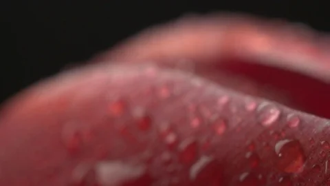 Abstract super macro flower with drops Stock Footage 107828506