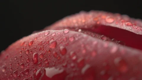 Abstract super macro flower with drops Stock Footage 107828652