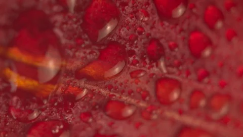 Abstract super macro flower with drops Stock Footage 107828670