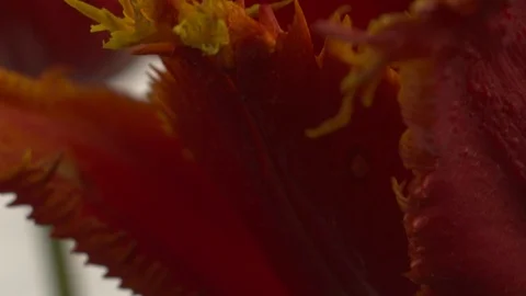 Abstract super macro of flower Stock Footage 107828421