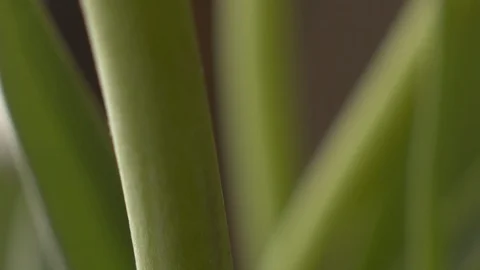 Abstract super macro stems of flowers Stock Footage 107828493