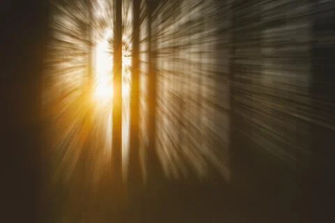 Abstract  surreal forest background, tree trunks and sunlight Stock Photos