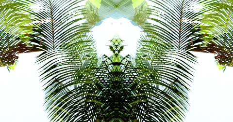 Abstract Symmetrical Palm Leaf Pattern in Sunlight Stock Footage 288452745