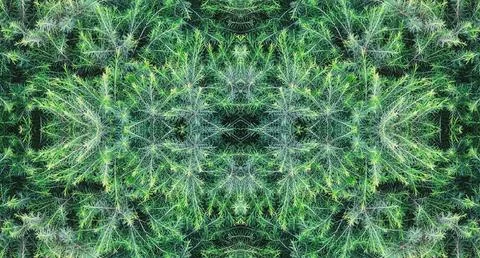 Abstract Symmetrical Pattern of Lush Green Pine background. Wallpaper for C.. Foto stock