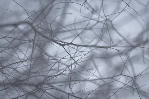 Abstract Tangle of Bare Winter Branches Stock Photos
