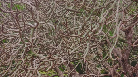 Abstract Tangle of Dormant Plumeria Branches in Koko Crater Botanical Garden, Oa Stock Footage 325751215