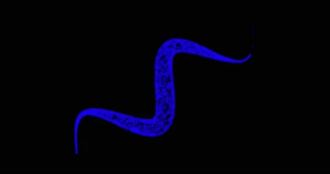 Abstract technology blue lines from animated dots, circles of particles. blend Stock Footage 164491129