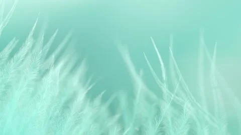 Abstract tenderness turquoise feather background, close-up. Selective focus Stock Footage 252065884
