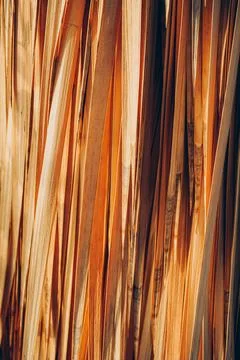 Abstract texture background with close up of dried natural palm tree leaf Foto stock