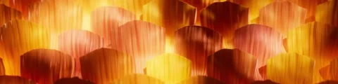 The abstract texture background is continuously playing in the golden sunlight. 스톡 동영상 338319422