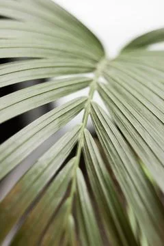 Abstract texture background. Palm leaf. Beautiful light shadow on a large palm Stock Photos