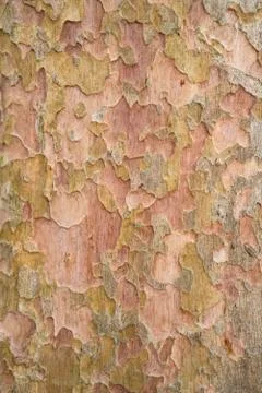 Abstract texture background of tree bark Foto stock